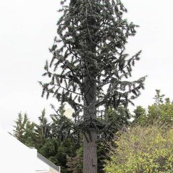 Community battle against cell masts