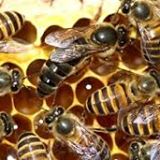 Planetary electromagnetic pollution: it is time to assess its impact